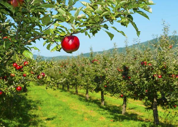 apple-picking_2.jpg