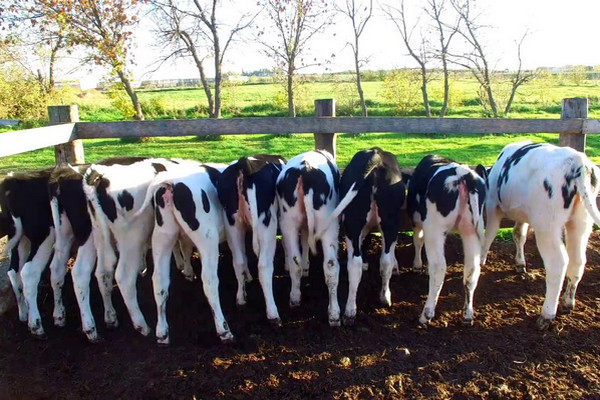 1530361455203612.jpg 1530297744433999.jpg