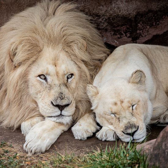 Toronto Zoo 多伦多动物园2月22日（周六）门票半价！
