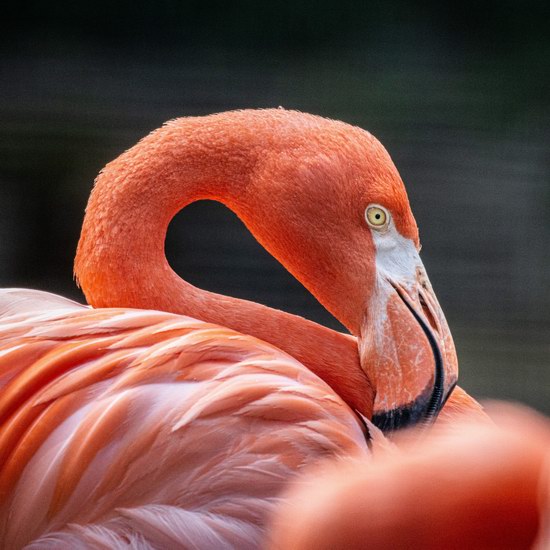 Toronto Zoo 多伦多动物园2月22日（周六）门票半价！