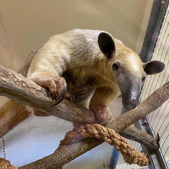 Toronto Zoo 多伦多动物园2月22日（周六）门票半价！