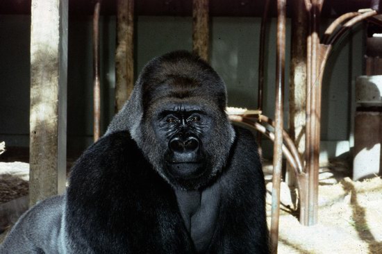 Toronto Zoo 多伦多动物园2月22日（周六）门票半价！