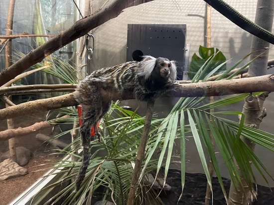 Toronto Zoo 多伦多动物园2月22日（周六）门票半价！