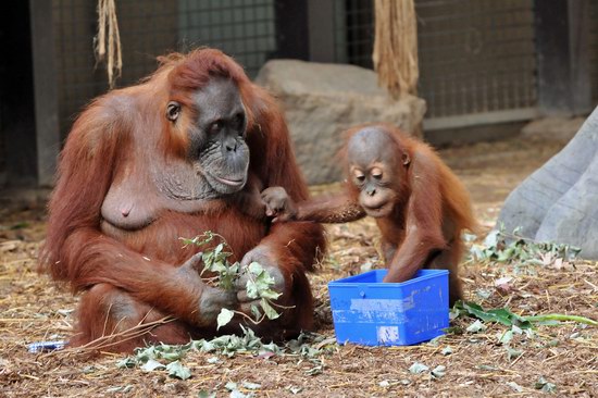 Toronto Zoo 多伦多动物园2月22日（周六）门票半价！