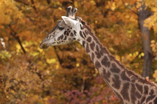 Toronto Zoo 多伦多动物园2月22日（周六）门票半价！