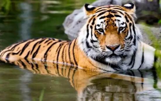 Toronto Zoo 多伦多动物园2月22日（周六）门票半价！