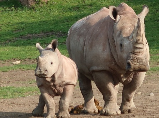 Toronto Zoo 多伦多动物园2月22日（周六）门票半价！