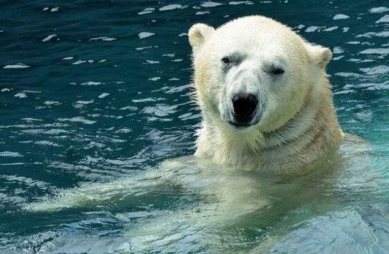 Toronto Zoo 多伦多动物园2月22日（周六）门票半价！