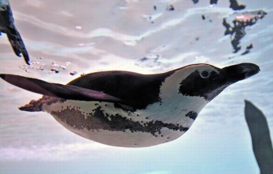 Toronto Zoo 多伦多动物园2月22日（周六）门票半价！