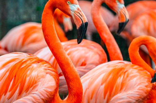缩略图 | 小朋友幸福喽！Toronto Zoo 多伦多动物园2月22日（周六）门票半价！
