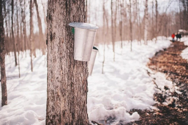 缩略图 | 渥太华周末精彩活动全攻略：枫糖节，糖枫林，农场糖屋，各种春假活动，啤酒节，特许经营展，房车博览会，……