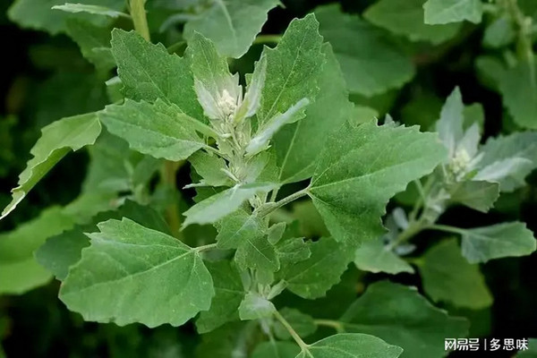 缩略图 | 这菜比荠菜、蒲公英还营养，却常被当成杂草，现在正当季，别错过！