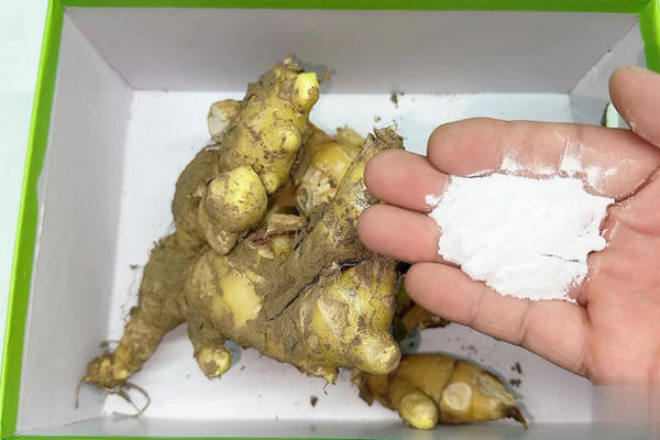 缩略图 | 原来保存生姜就这么简单，撒上一把，放一年也不干瘪不发芽！
