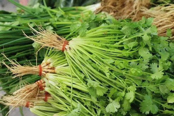 缩略图 | 香菜放冰箱保存就错了，饭店大厨教你一招，放多久都新鲜！