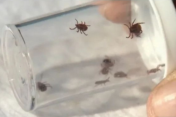 缩略图 | 加拿大蜱虫危机：莱姆病激增20倍，携带5大疾病，这些是感染信号！