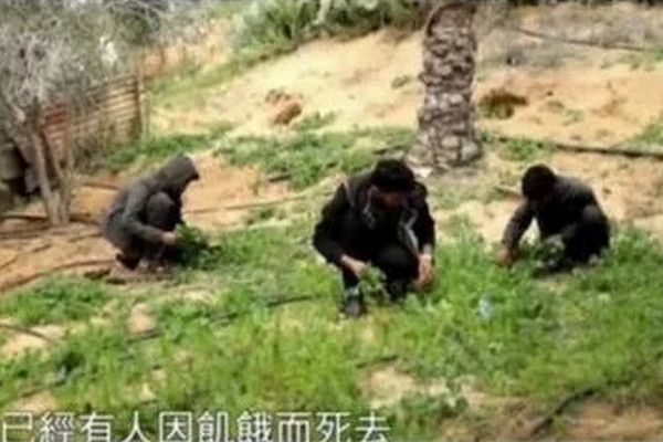 缩略图 | 加沙民众吃草充饥：已吃光了所有能吃的东西，有人被饿死