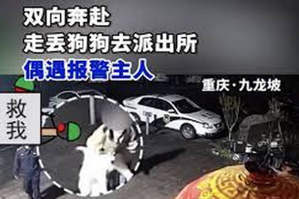 缩略图 | 【视频】宠物狗走丢，女子到派出所求助，结果狗狗也自己来了！