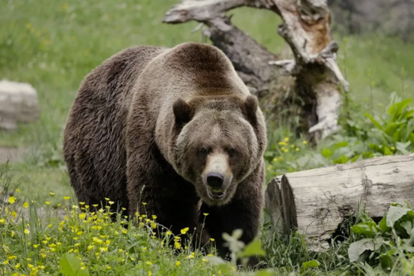 缩略图 | 加拿大猛男拼死击退灰熊，苦苦支撑3周后不幸去世！