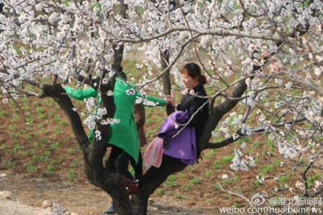 缩略图 | 春天来了 树上开满了中国大妈