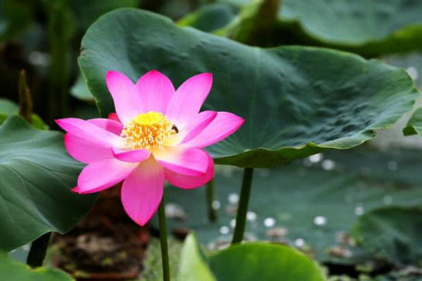 缩略图 | 厉害了！圆明园沉睡了百年的古莲"复活"开花了！