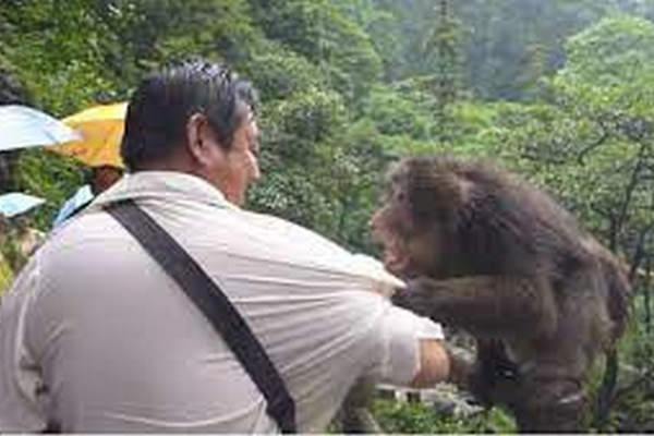 缩略图 | 峨眉山将推行“人猴分离”