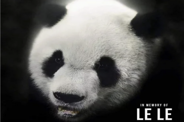 缩略图 | 大熊猫“乐乐”死因已初步确定，中方已为接返大熊猫“丫丫”做好准备