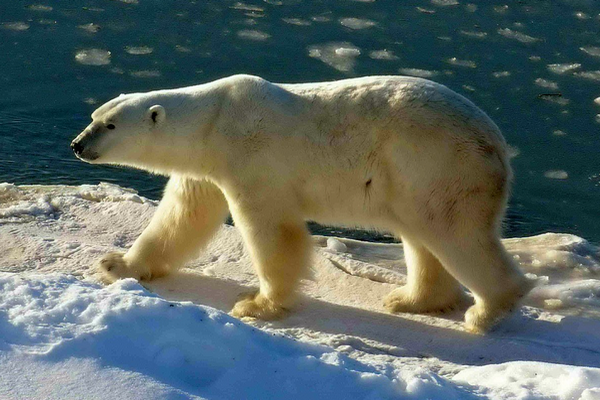缩略图 | 加拿大男子拍摄北极熊照片时，遇两头北极熊伏击身亡！