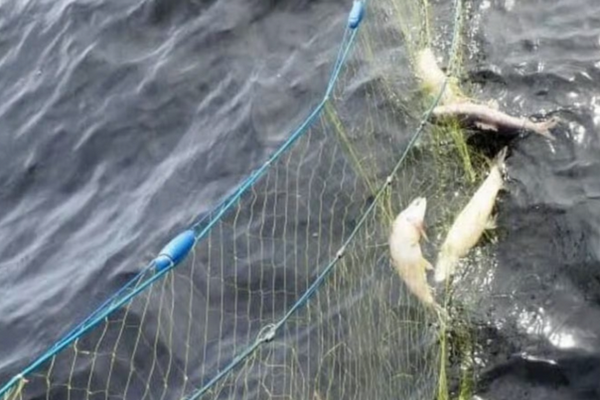 缩略图 | 三名男子在省立公园非法捕鱼，被罚款7,610加元，并被禁止钓鱼！