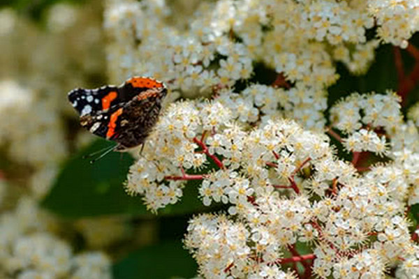 缩略图 | 武汉各大高校的这种花开了！学子们哭了