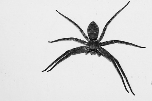 缩略图 | 网传养蜘蛛能灭蟑螂 专家：生物彻底灭蟑不靠谱