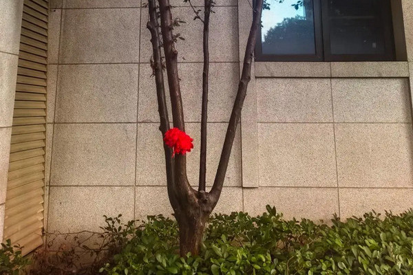 缩略图 | 男童从18楼坠下奇迹生还，父亲给“救命树”系上大红花！