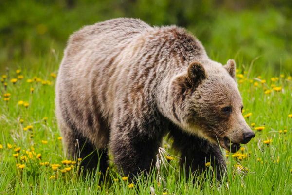 缩略图 | 加拿大亚裔女子走私熊掌和熊胆：判罚$1.2万 + 没收非法收入！