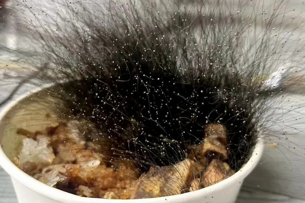 缩略图 | 男子春节前把一碗牛肉饭落办公室，返工后发现“长头发”了！