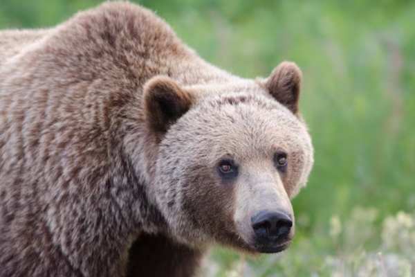 缩略图 | 灰熊闯入加拿大校园，11名师生遇袭，学校紧急停课！