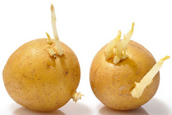 缩略图 | 【生活小妙招】土豆怎么放不发芽：4个方法不可不知