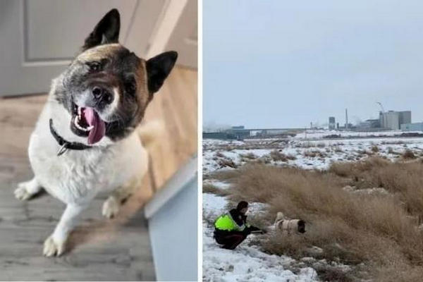 缩略图 | 加国男子陷泥地两天后获救，英雄是这只秋田犬！