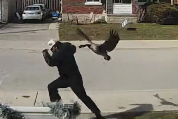 缩略图 | 加拿大鹅"空袭"大学校园，学生抱头鼠窜！