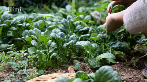 缩略图 | 【种菜注意】这三种“冤家菜”别在同块地种：减产坑死个人，菜种钱打水漂！