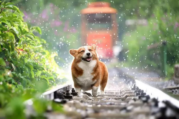 缩略图 | 8月1日开始，从加拿大携带狗入境美国条件详解！