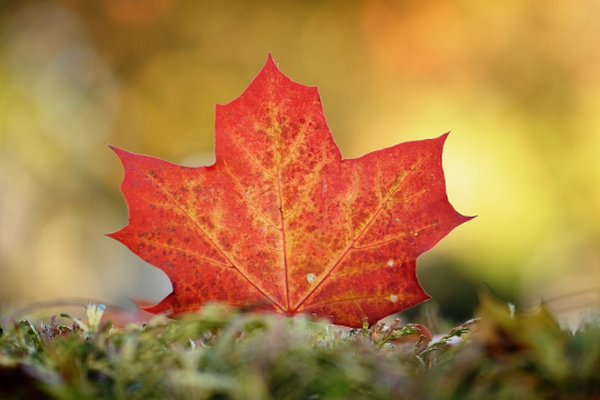 缩略图 | 加拿大进入最美季节：省立公园报告，枫叶红透了！