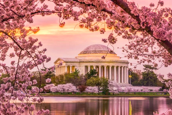 缩略图 | 华盛顿DC**樱花节**最全攻略，复活节出去看看春天吧！